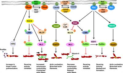 A meta-analysis indicates that the regulation of cell motility is a non-intrinsic function of chemoattractant receptors that is governed independently of directional sensing